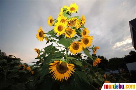 Setelah membangun replika arc de triomphe ala prancis, kini taman bunga matahari juga ada disana. Foto : Menengok indahnya kebun bunga matahari di Kediri ...