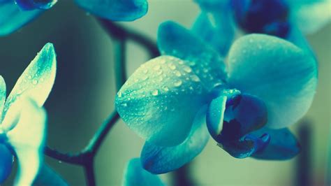Blue Orchid Flower Wallpaper Hd Gambar Bunga