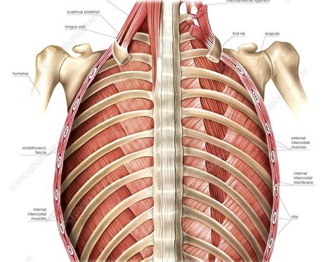 Rib Cage Muscles Labeled How To Build Muscle On The Rib Cage My XXX Hot Girl