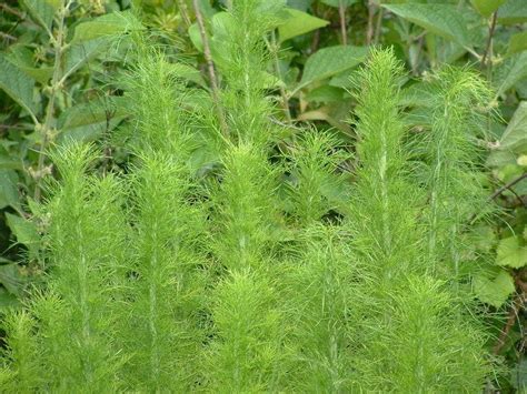 Learn its other many uses and why this herb is a winning ingredient to your dog's diet. PlantFiles Pictures: Eupatorium Species, Dog Fennel ...