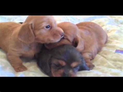 Small hobby breeder of standard smooth dachshunds in portland oregon. AKC Miniature Dachshund Puppies in Bend, Oregon - YouTube