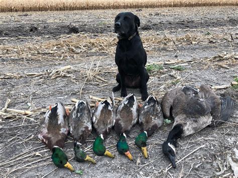 Best Duck Hunting Tips For Field Mallards Field And Stream