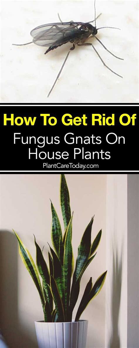 How To Get Rid Of Fungus Gnats In House Plants