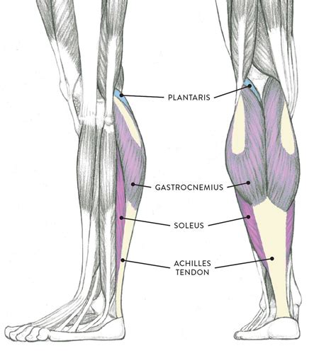 Leg Muscle Anatomy Anterior