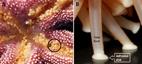 Figure 1 From Echinoderm Inspired Tube Feet For Robust Robot Locomotion