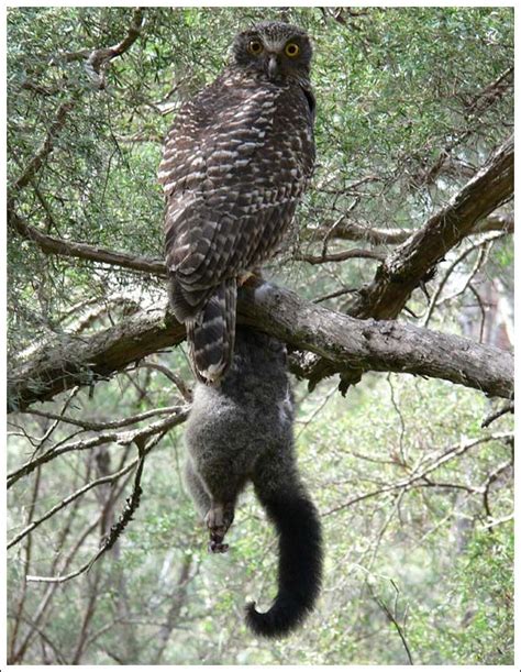 Truth be told, the outdoors pose all sorts of dangers for a kitten. 49 best Powerful owls images on Pinterest | Owls, Owl and ...