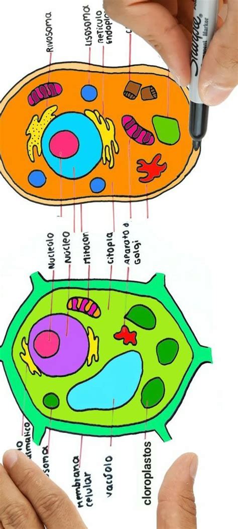 Celula vegetal y animal facil de dibujar . - Brainly.lat