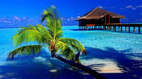 36558 views | 31204 downloads. 31+ Tropical Desktop Wallpaper 1920x1080 on WallpaperSafari