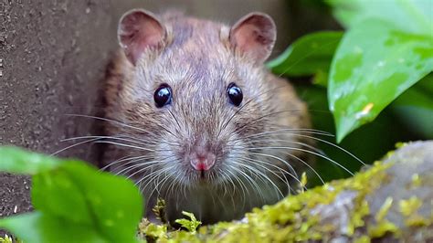 Les Animaux Provoquent Un Nombre Record De Pannes Et Les Rats Sont