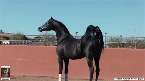 We did not find results for: The superb Black Arabian stallion: Spades LRA. - YouTube
