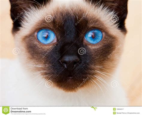 Siamese Cat Face Vivid Blue Eyes Whiskers Royalty Free