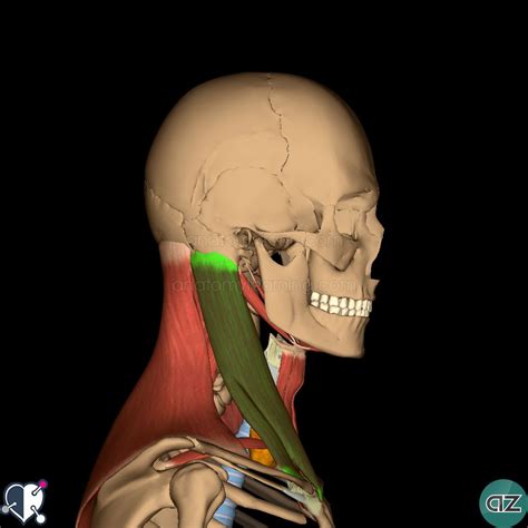 Back Of Neck Anatomy Muscles An3 01 02 Triangles Of The Neck At