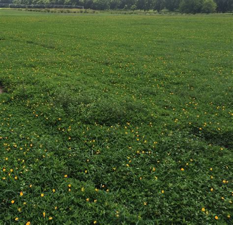 Perennial Peanut A Great Choice For Panhandle Pastures And Landscapes
