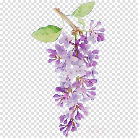 Wisteria Flower Clipart 10 Free Cliparts Download Images On