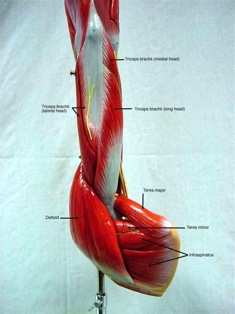 The muscles of the upper arm are responsible for the flexion and extension of the forearm at the the triceps brachii, as its name indicates, has three heads whose origins are on the scapula and humerus. somso+arm+muscle+model+labeled | BIOL 160: Human Anatomy ...