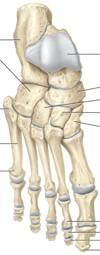 Tarsal Bones Of The Foot Diagram Quizlet