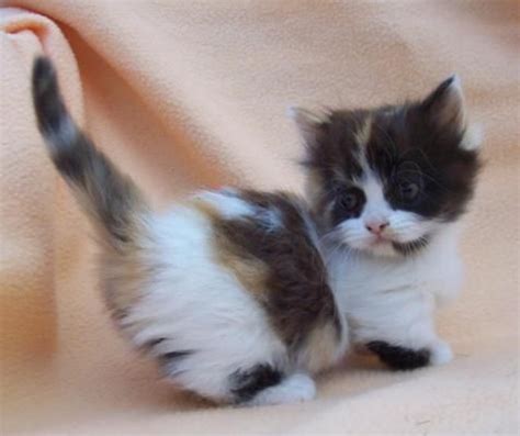 This is why customers worldwide including celebrities in many countries choose our kittens for sale as home pet/companion. Oh. My. Goodness. | Munchkin kitten, Munchkin cat ...