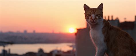 Maybe you would like to learn more about one of these? Kedi movie review & film summary (2017) | Roger Ebert