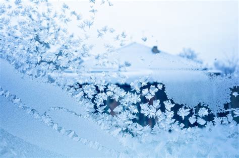 Free Images Branch Snow Winter Flower Frost Ice Weather Blue