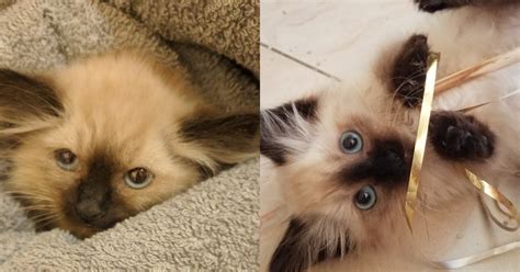Often referred to as the longhaired siamese, the balinese looks like an unlikely candidate for a hypoallergenic cat. Balinese Cat Hypoallergenic Reddit - Bali Gates of Heaven