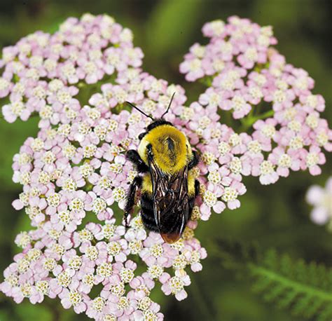 Some trees and shrubs are also great for bees as they provide masses of flowers in one place. 6 plants bees love | Garden Gate