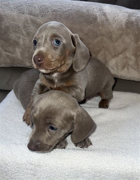 Miniature Dachshund Babies No Double Dapples For Sale Kent Forever
