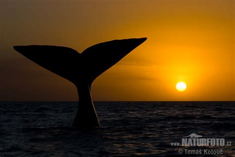 Velryba Jižní Naturfotocz