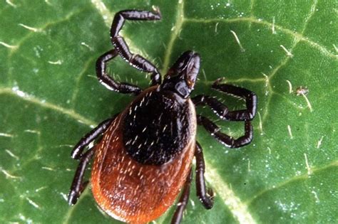 Ticked Off The Science Behind Lyme Disease