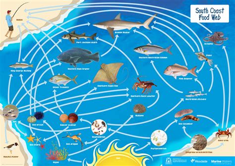 Gnome web, a web browser. Poster: South Coast Food Web • Department of Primary ...