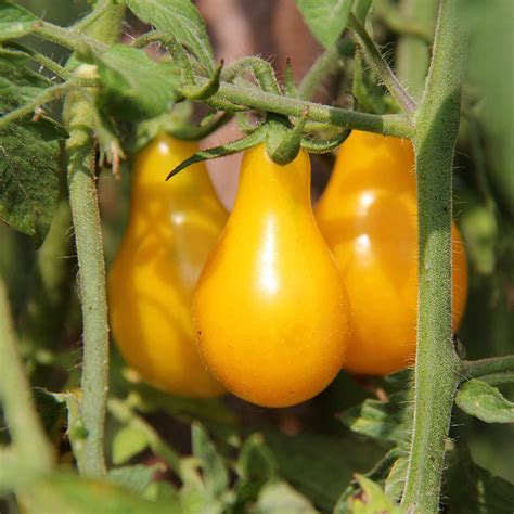 Tomato Garden Seeds Yellow Pear 4 Oz Non Gmo Organic Heirloom