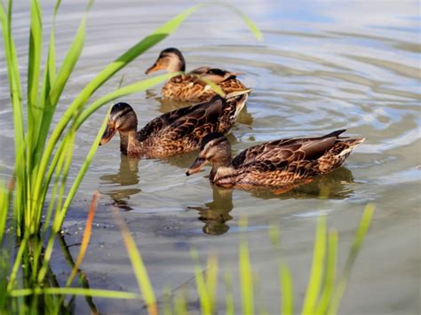 Wild Ducks In Garden Ponds Tips For Attracting Ducks To Your Property