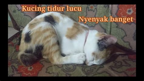 Dunia terkini 3.663 views1 year ago. KUCING TIDUR LUCU NYENYAK BANGET TIDURNYA, - YouTube