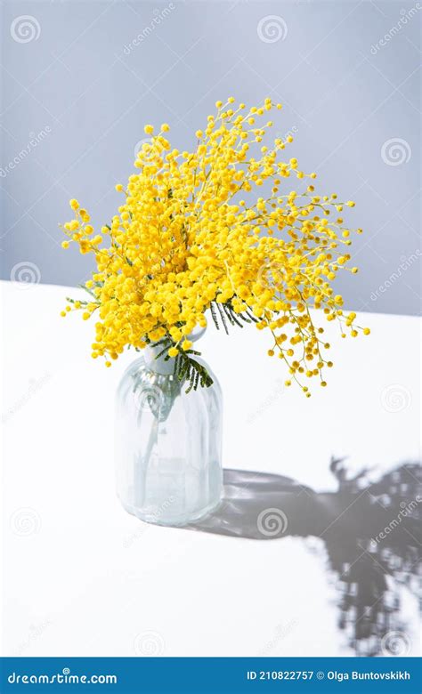 A Bouquet Of Yellow Mimosa Flowers Stands In A Glass Vase With Shadow