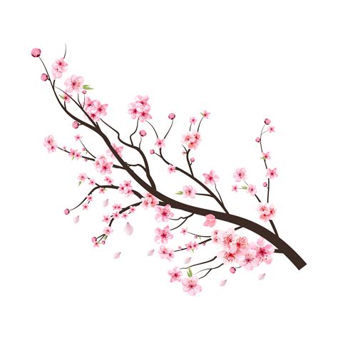 Topo 97+ imagem flor de cerejeira png fundo transparente - br gambar png