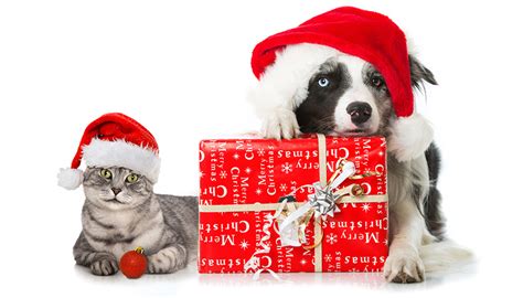 Su bakeca trovi tutti gli annunci gratuiti dedicati agli animali: Regali di natale per cani e gatti : Cosa regalare ai ...