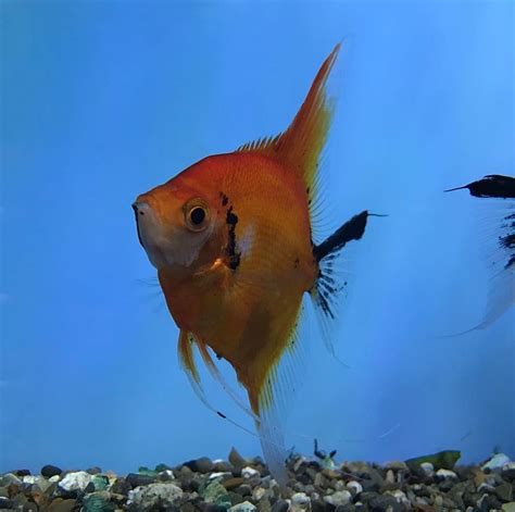 Super Red Koi Angelfish Pair At The Shop Fish Pet Angel Fish Pets