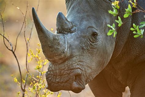 Rhino Horn Trade Strategy Iwb