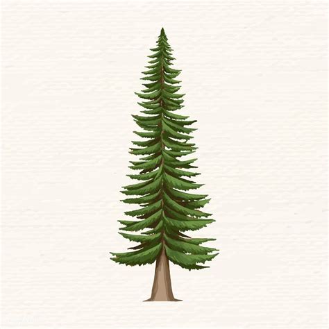 Hand Drawn Spruce Tree Vector Premium Image By Spruce