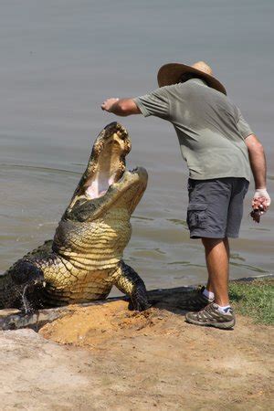 Yes, alligators live in alabama. Alligator Alley (Summerdale) - 2020 All You Need to Know ...