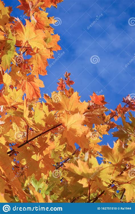 Fall Yellow Maple Leaves In The Blue Sky Stock Photo Image Of Macro
