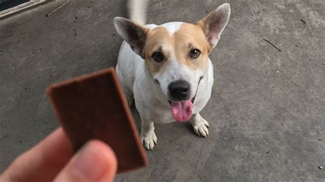 What Happens When Dogs Eat Chocolate