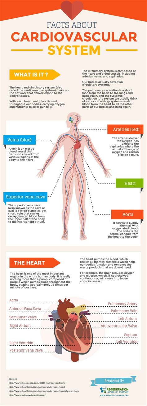 The Cardiovascular And Blood Circulatory System