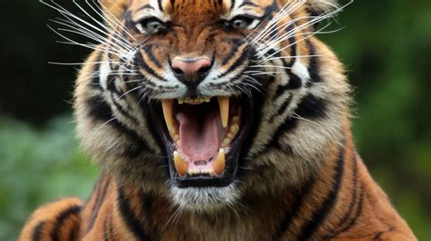 1920x1080 Resolution Tiger Wild Cat Predator 1080p Laptop Full Hd