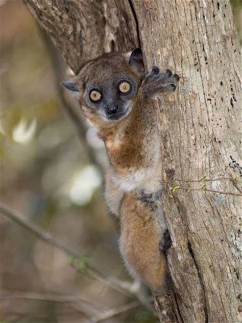 Red Tailed Sportive Lemur Paul Stanbury Wildlife Tour