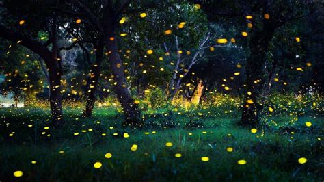 泰国最美的萤火虫森林，如今正在慢慢消失萤火虫泰国安帕瓦新浪新闻