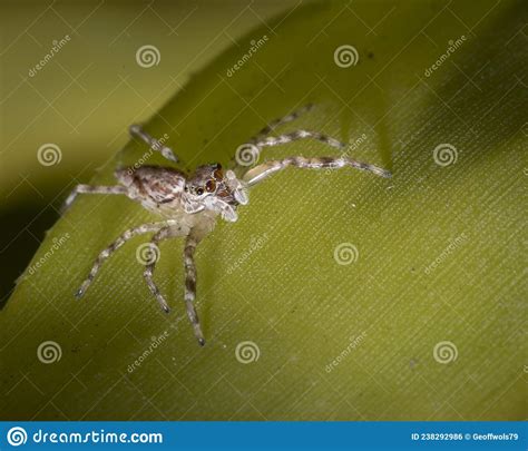Jumping Spider On A Leaf From A Tree In Australia Stock Photo Image