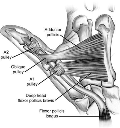 Anatomy Of The Thumb Ligaments