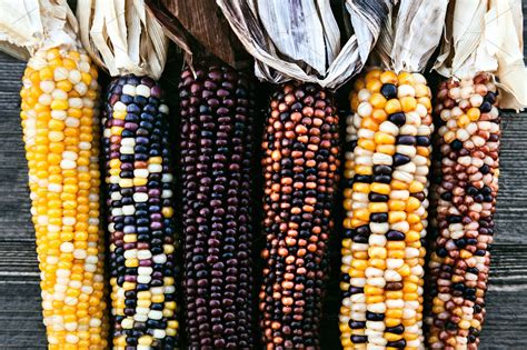 Ears Of Colorful Indian Corn Food Images ~ Creative Market