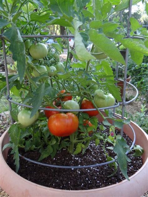 Diy Growing Plants How To Grow Tomatoes In Container With Better Yield