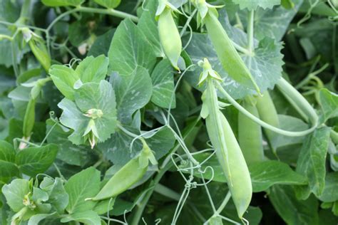 How To Grow Sugar Snap Peas And Snow Peas The Perfect